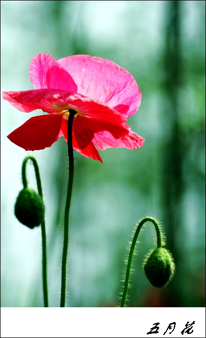五月花 摄影 yatt