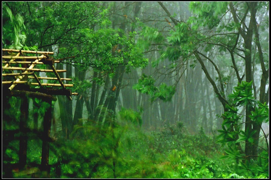 竹林听雨组照之一:风乍起 摄影 闪闪红星