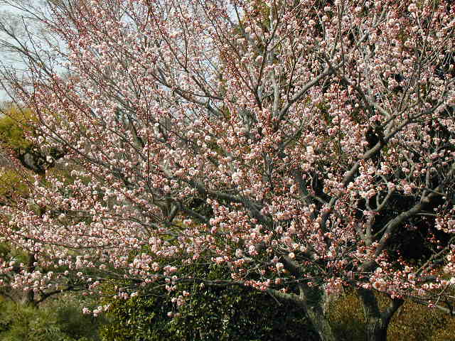 日本看桃花1 摄影 苍然