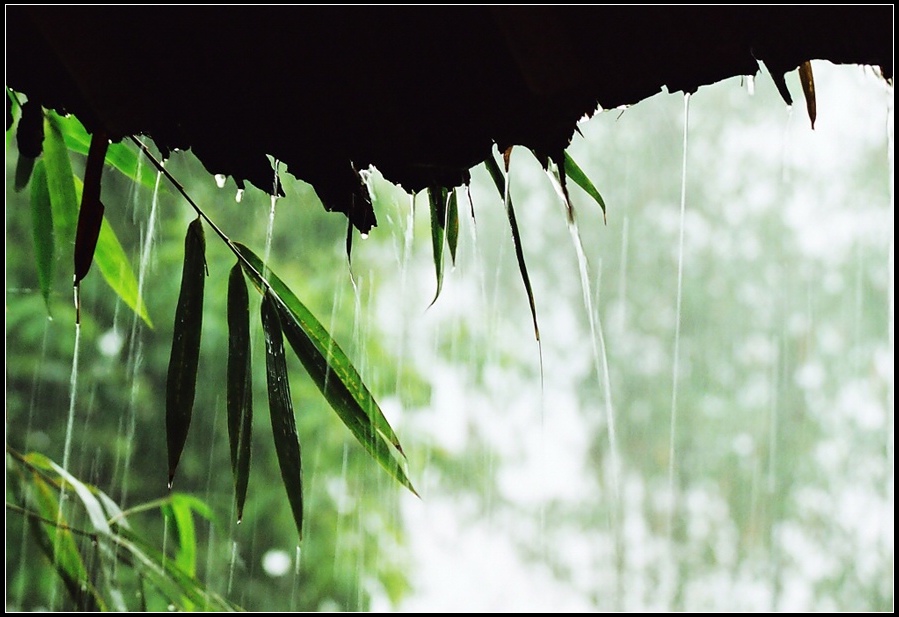 竹林听雨组照之二：雨休住 摄影 闪闪红星