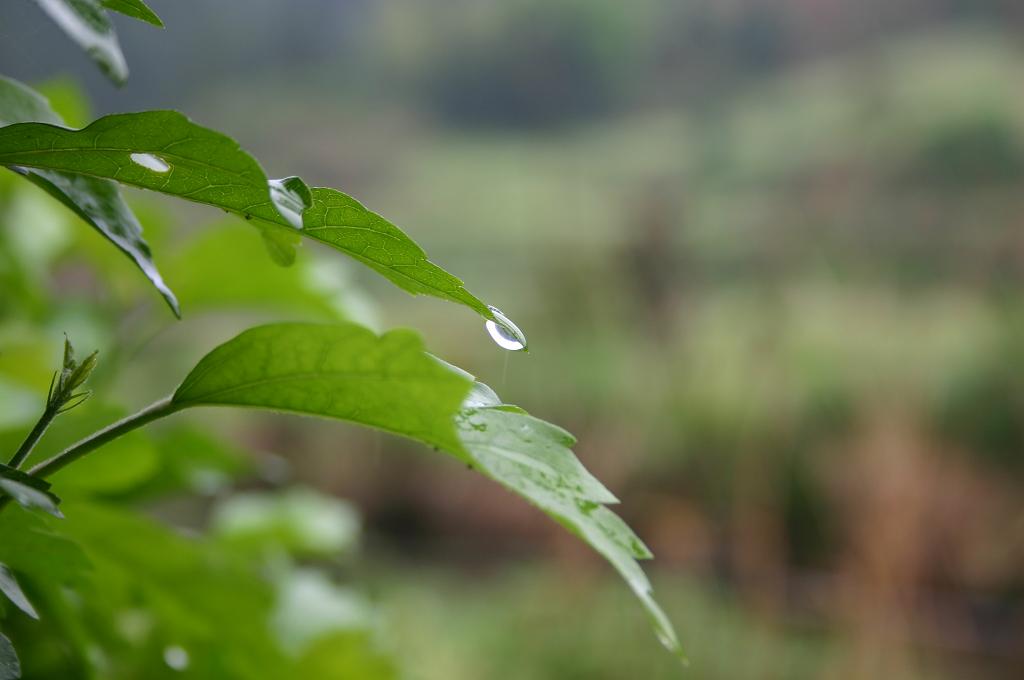 雨后 摄影 魏子尹