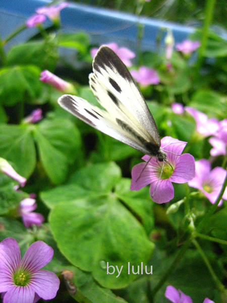 蝶恋花 摄影 loocheng