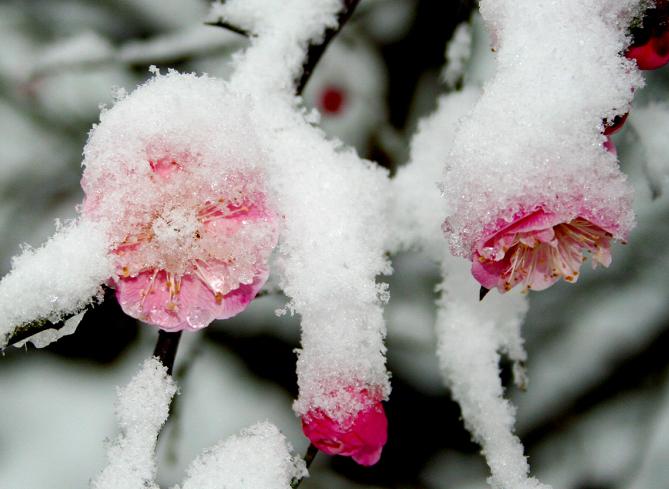 雪梅图 摄影 梅花