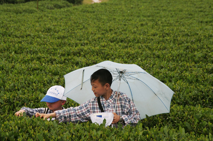 新茶 摄影 木羊