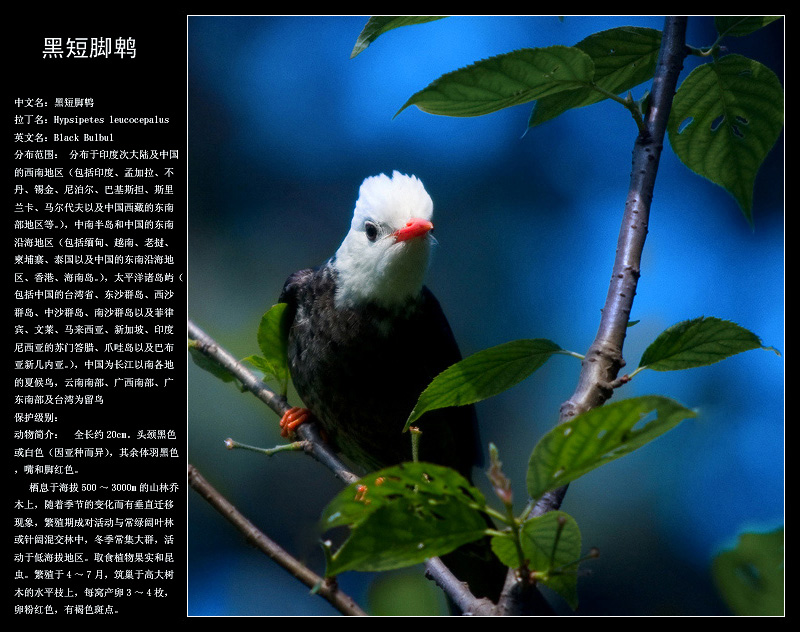 黑短脚鹎 摄影 pigeon