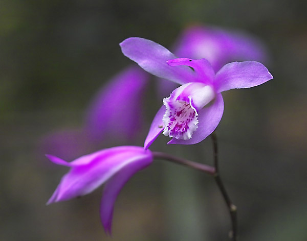 花卉 摄影 huaying