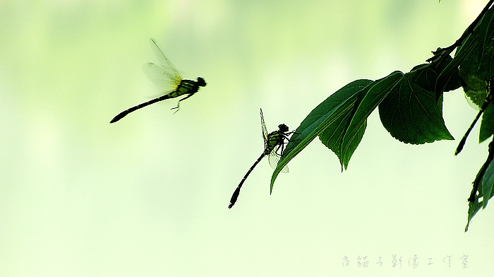 点水蜻蜓款款飞 摄影 雨后_斜阳