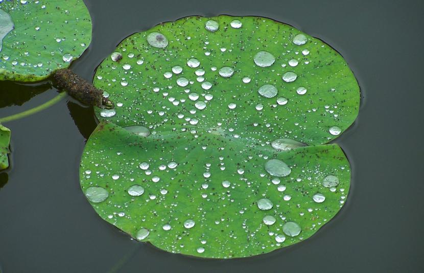 静荷 摄影 黄昏菩提