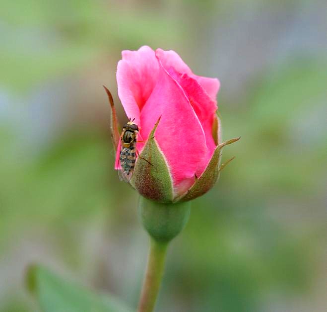 蜂花恋 摄影 梅花