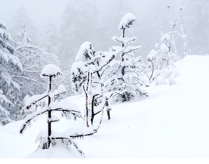 雪人乐队 摄影 江门仔