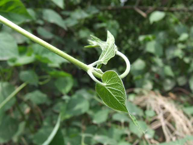 新芽 摄影 瓦尔登湖