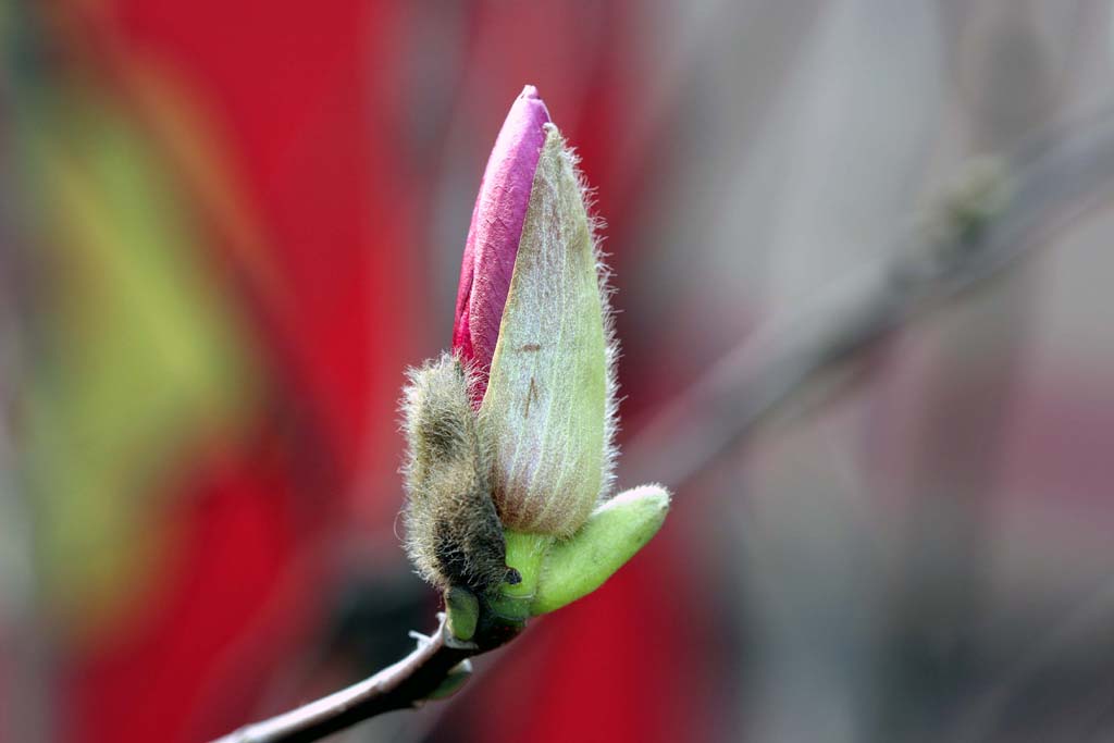 花花 摄影 阿易