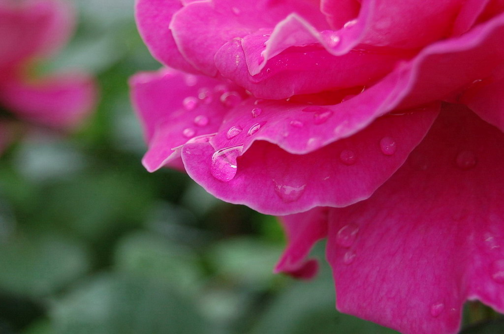 花瓣雨 摄影 花之物语