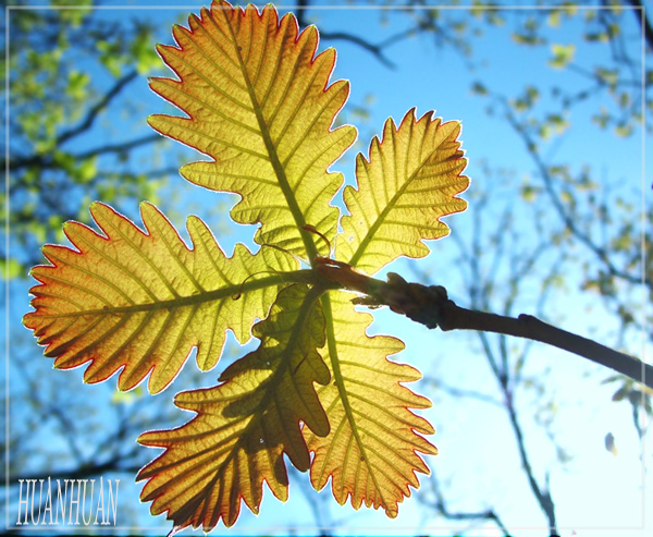 红叶 摄影 环环