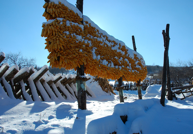 瑞雪丰年 摄影 问悠然