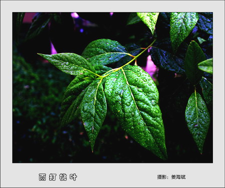 雨打桃叶 摄影 体会用心