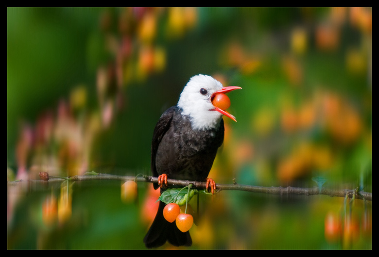 黑短脚鹎 摄影 pigeon