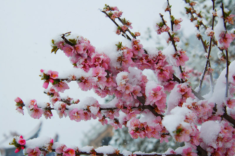 雪花 摄影 裕固人