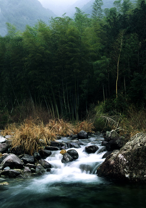 林间 摄影 山湾