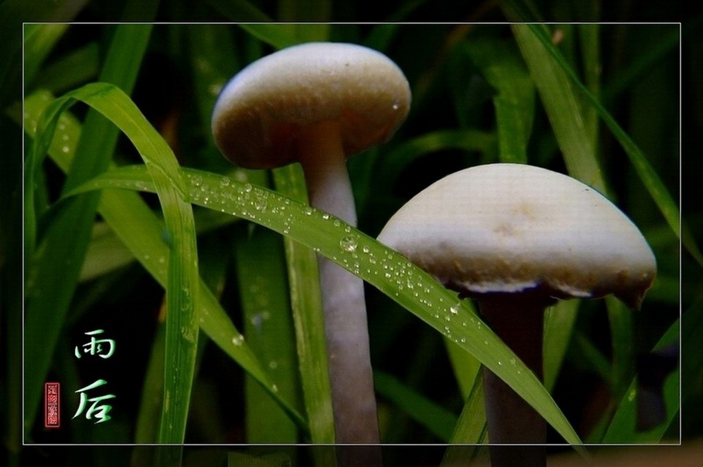 雨后2 摄影 田野永远