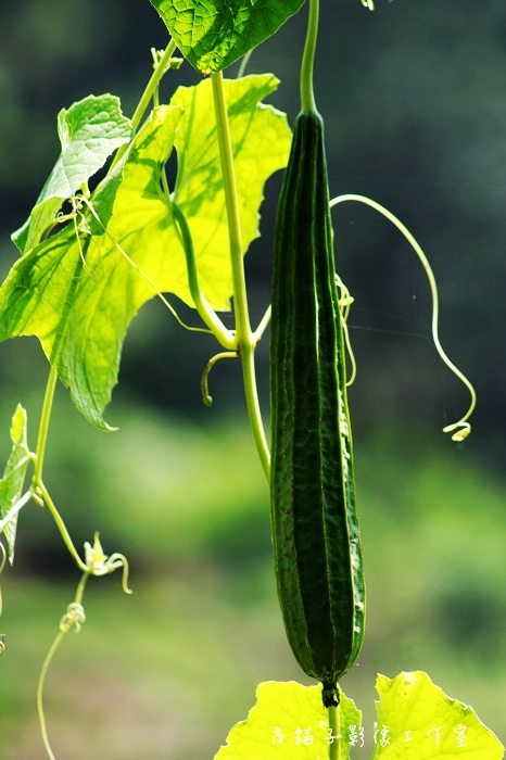 阳光下…… 摄影 雨后_斜阳