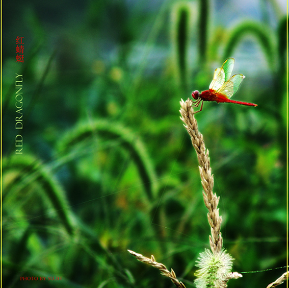 Dragonfly 摄影 苏州酒话