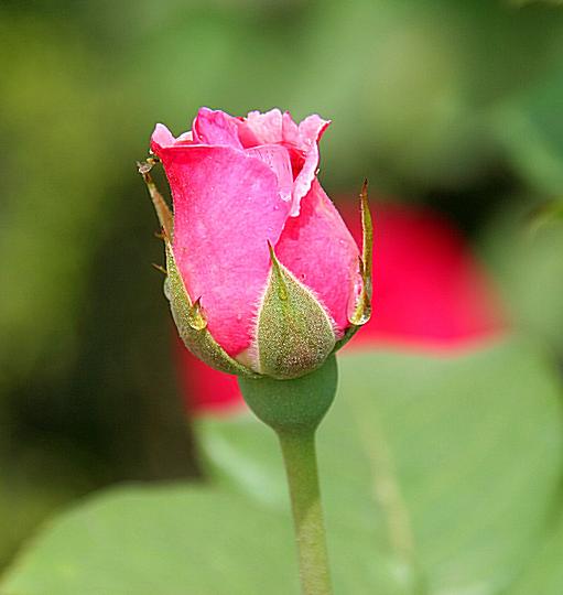 月季花 摄影 月季花