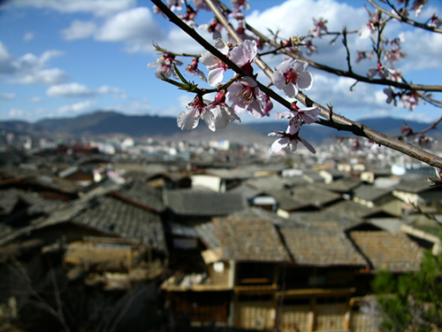 香格里拉的屋顶 摄影 娉婷是我