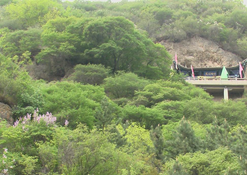 丁香花掩映的小寺 摄影 绿茶山地