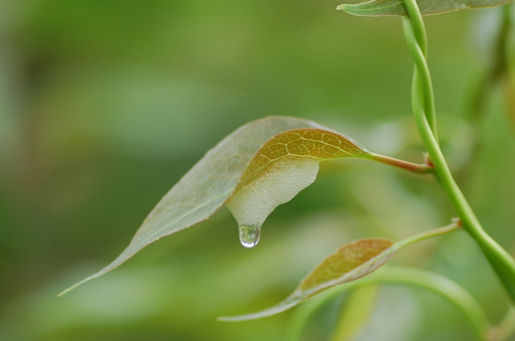 滴珠 摄影 诱人花香