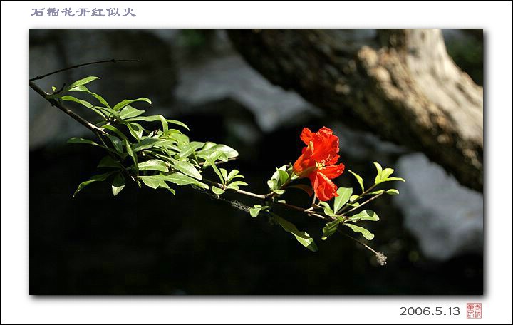 石榴花 摄影 老山东