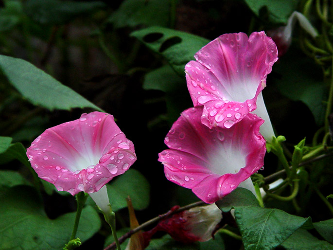 雨后牵牛 摄影 留恋