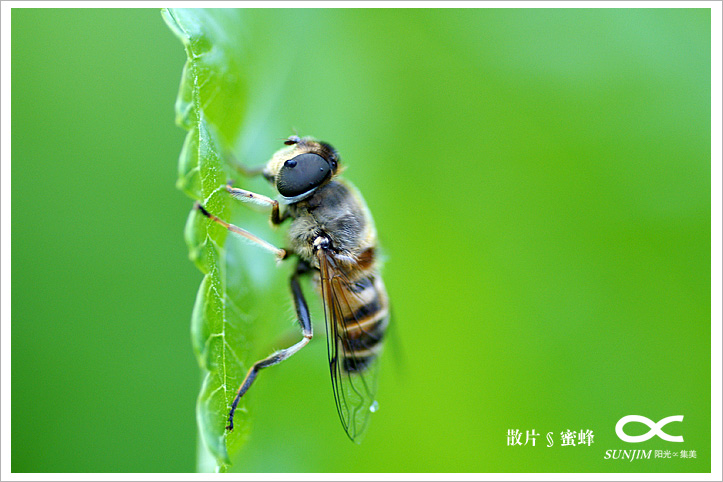 散片8蜜蜂 摄影 阳光集美