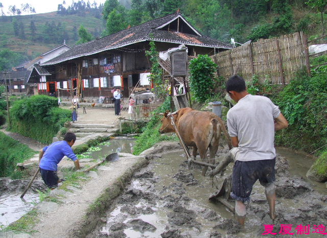 汗滴禾下土 摄影 夏厦