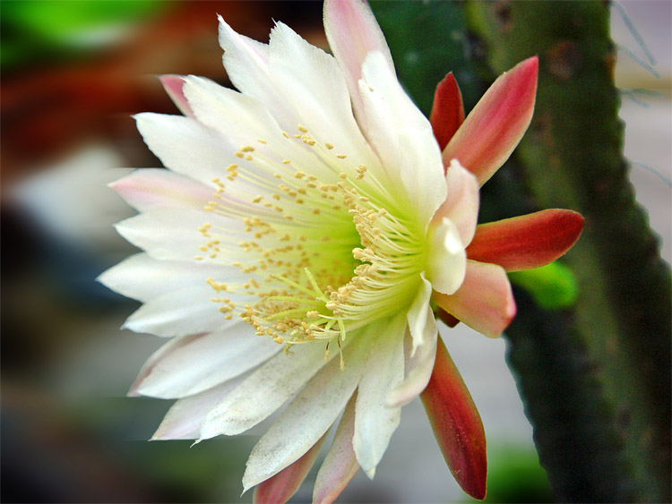 《仙人掌》花 摄影 金鸿飞