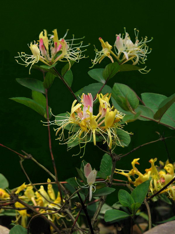 金银花 摄影 fazhou