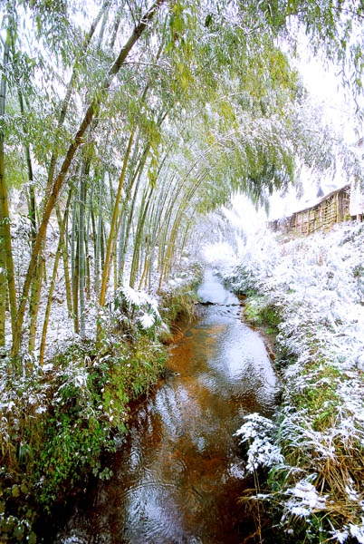 风雪锁不住春姿 摄影 老P