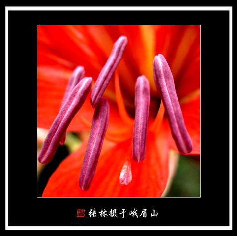 花蕊 摄影 张林