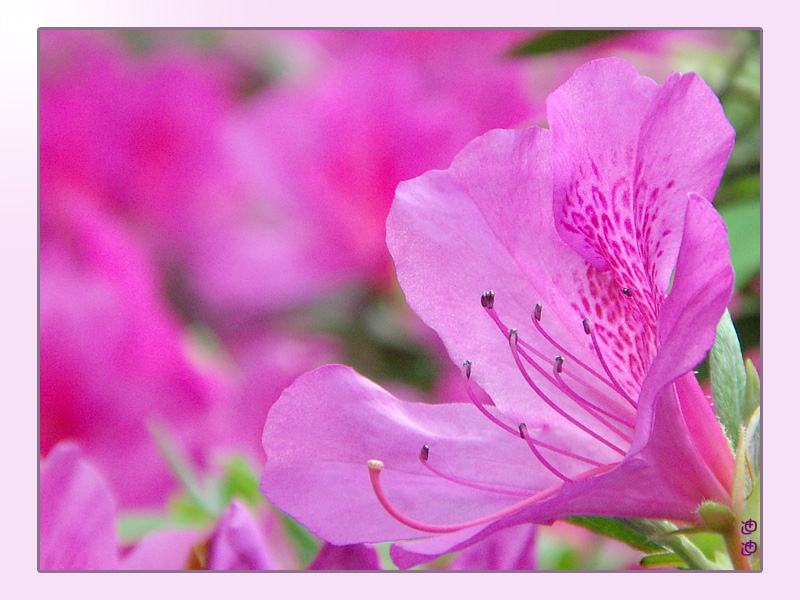 杜鹃花 摄影 迪迪宝贝