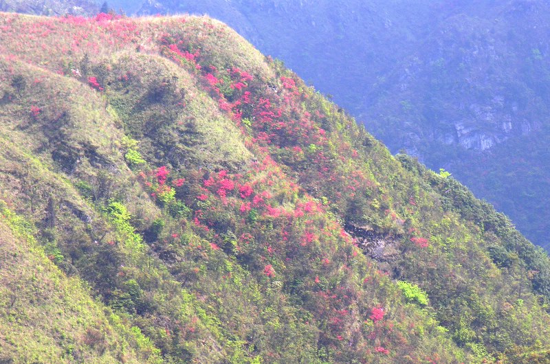 南山红杜鹃二 摄影 南山一叶