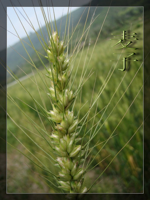 麦子. 摄影 应才丰