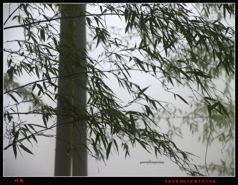 雨雾中的飘逸 摄影 玉米正香