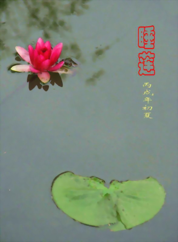 睡莲 摄影 fazhou