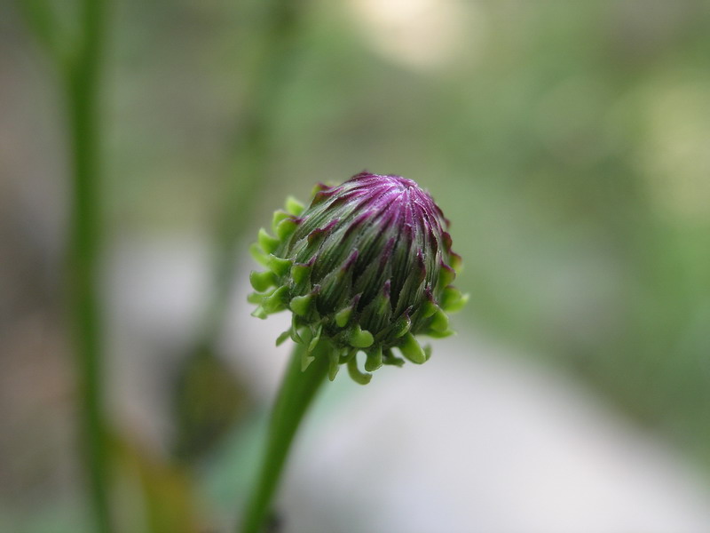 花 摄影 卧虎