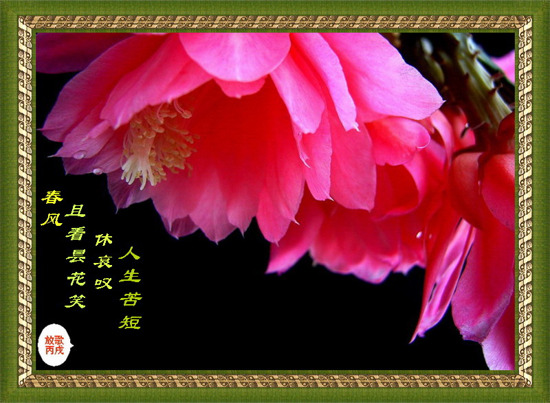 昙花 摄影 放歌