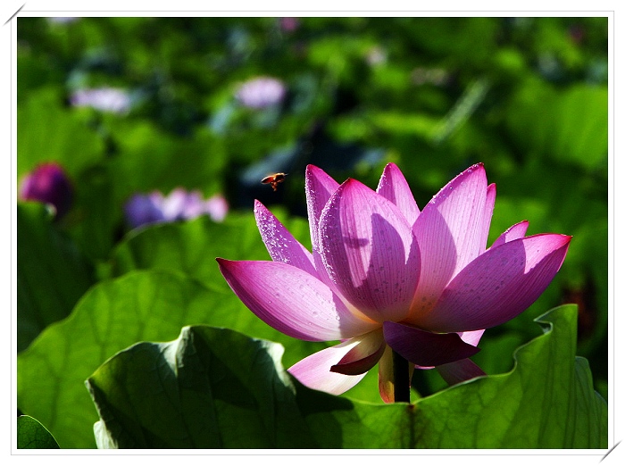 又闻荷花飘香时 摄影 亚克西