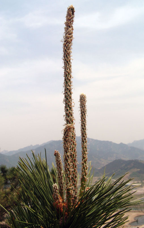 植物 摄影 浩海蓝天