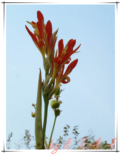 芭蕉 摄影 麦草青青