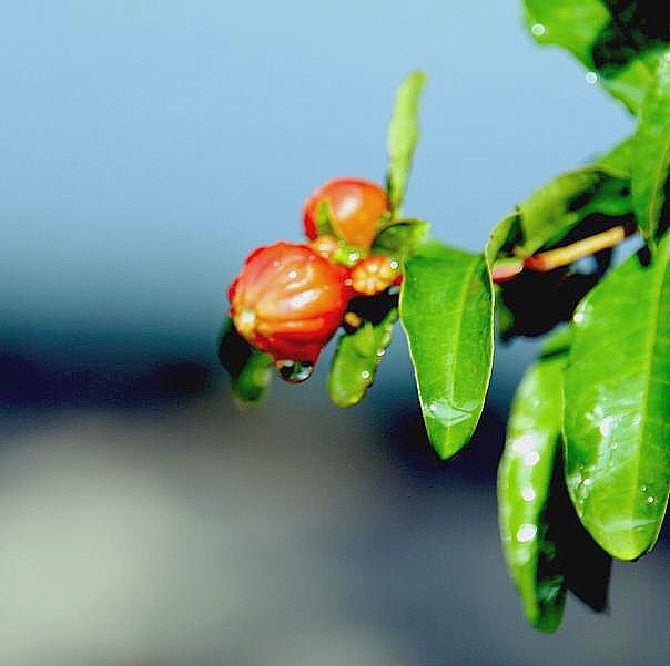 欲滴 摄影 月季花