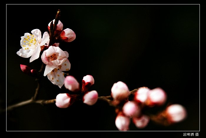 春之花 二 摄影 啤酒